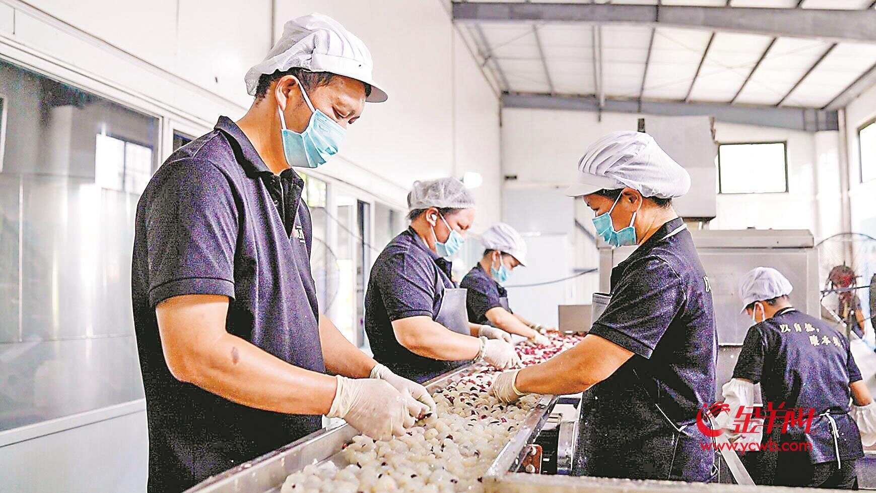 科技赋能 “荔”量跃升 一颗岭南荔枝的全